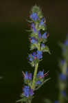 Common viper's bugloss